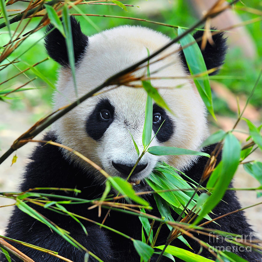 panda bear eating