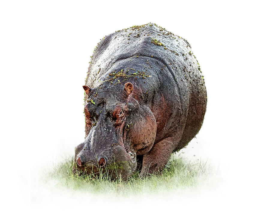 Hungry Hippo Isolated on White Photograph by Good Focused