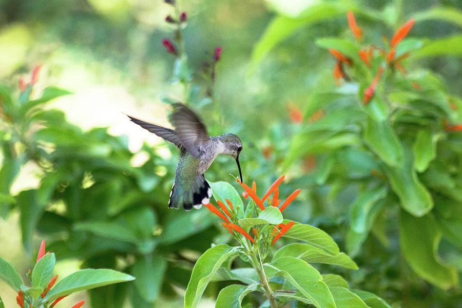 Hungry Hummingbird Photograph by Amy Sorvillo - Fine Art America