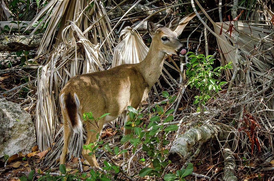 Hungry Key Deer Photograph by Lloyd Gillies Hungry Key Deer Photograph by Lloyd Gillies