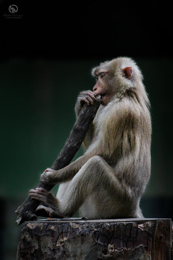 Hungry Monkey Photograph by Mithun Narayanan
