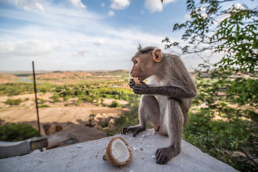 Hungry Monkey Photograph by Shreenivas Yenni