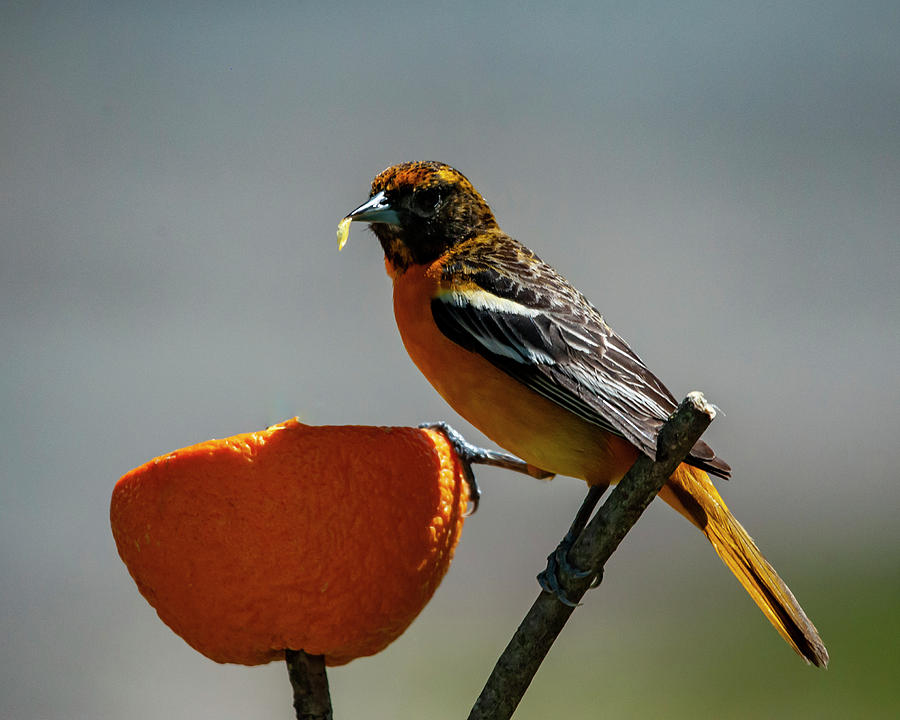 Hungry Oriole Photograph