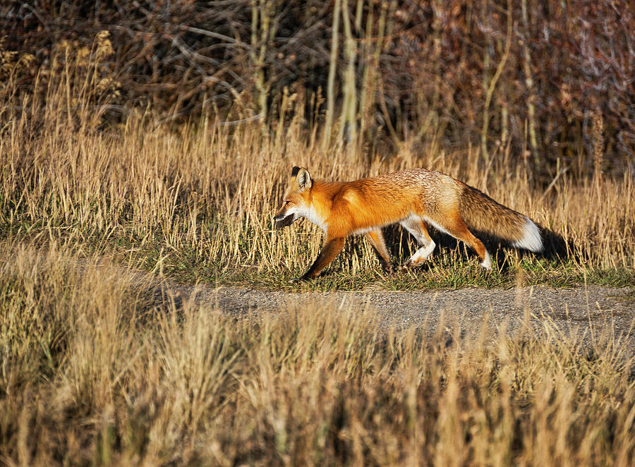 Hungry Red Fox Photograph by Lorraine Baum