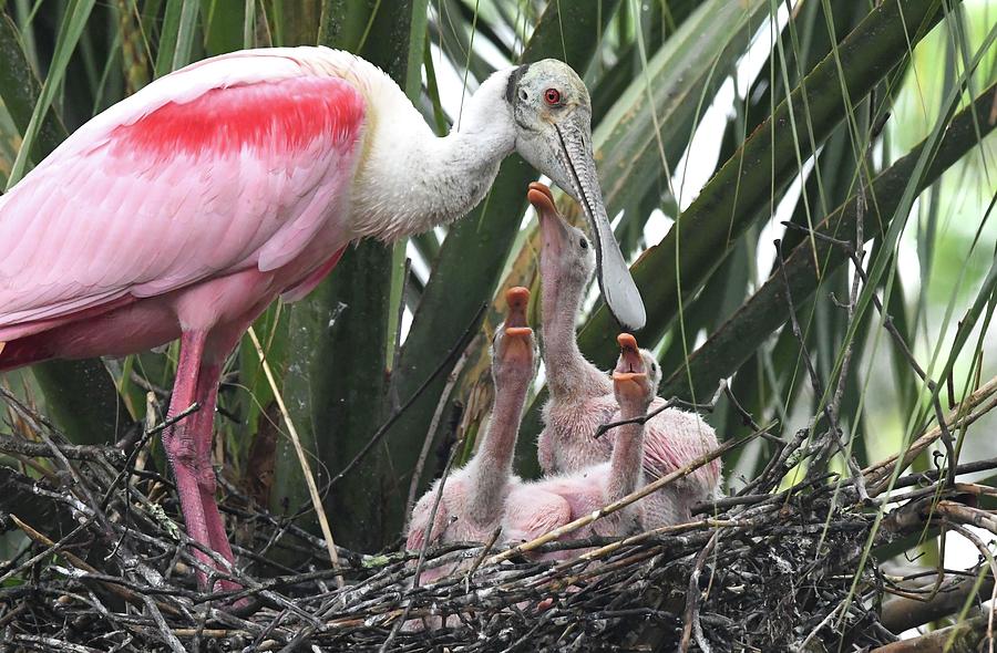 Hungry Roseate Spoonbills Photograph by Jim Bennight