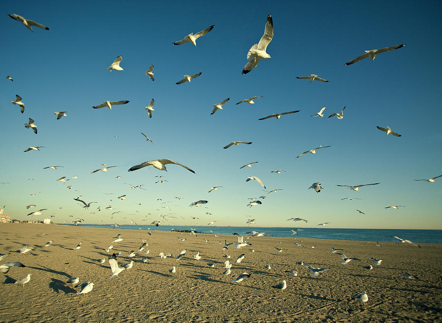 Hungry Seagulls Photograph by Digitalcursor / Miron Kiriliv
