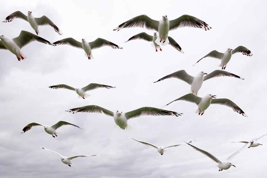 Hungry Seagulls Xxxl Photograph by 4fr