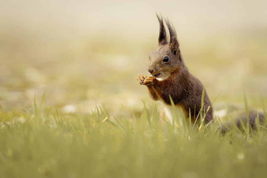Wildlife Photograph - Hungry Squirrel by Hannes Bertsch