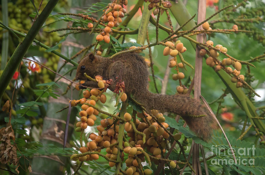 Hungry Squirrel Photograph by Michelle Meenawong