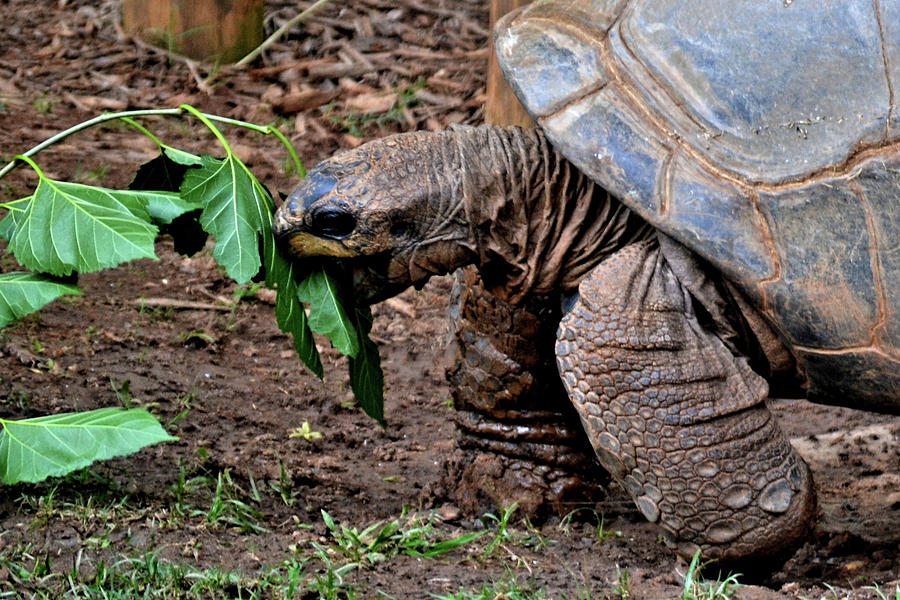 Hungry Tortoise Photograph by Tara Potts