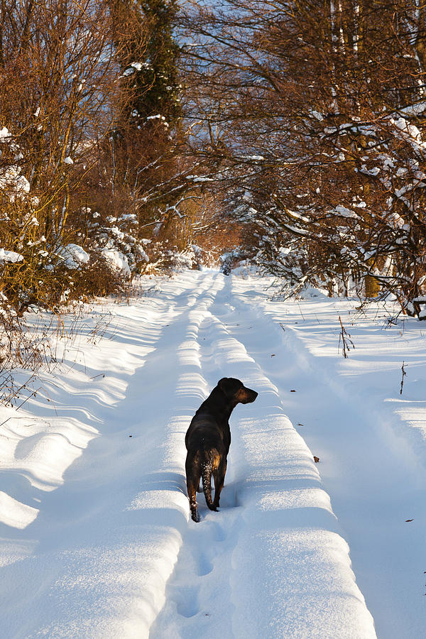 Huntaway Dog walking on snow Photograph by Maggie Mccall