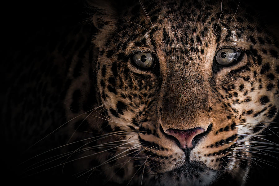 Animal Photograph - Hunter .. by Ahmed Zaeitar