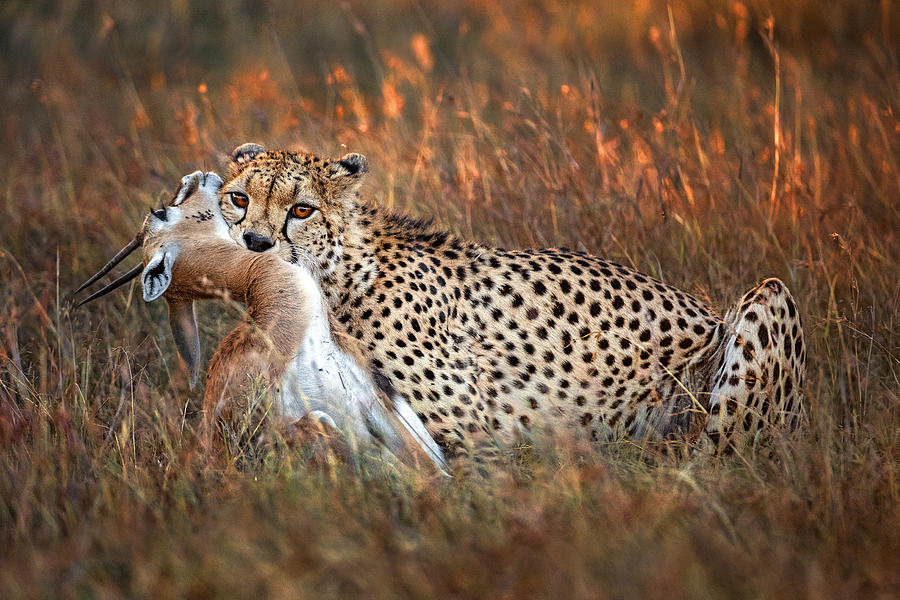 Wildlife Photograph - Hunter by Xavier Ortega
