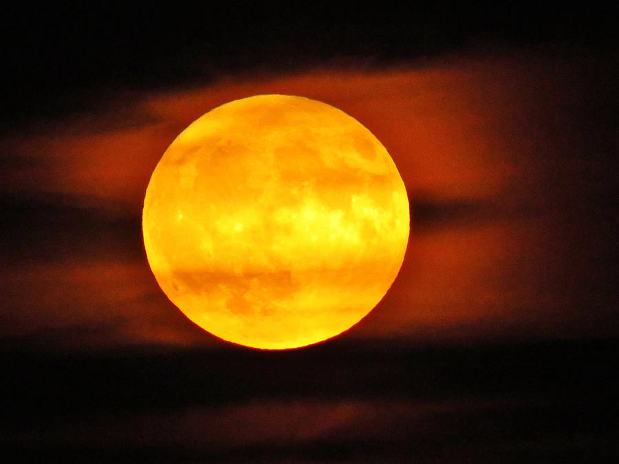 Hunters Moon  Photograph by Lori Frisch