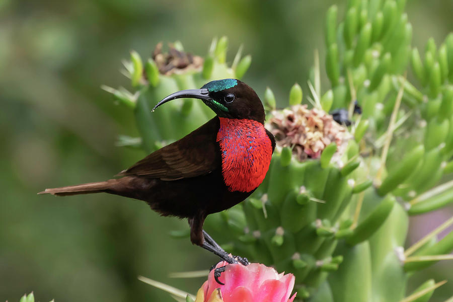 Hunter's Photograph - Hunters Sunbird by Thomas Kallmeyer Hunter's Photograph - Hunters Sunbird by Thomas Kallmeyer