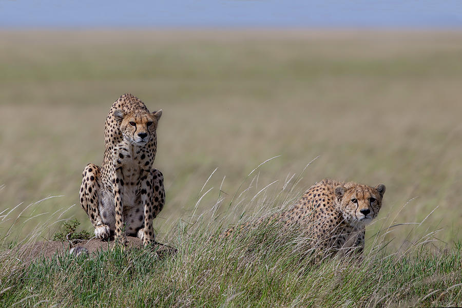 Cheetah Photograph - Hunting by Alessandro Catta