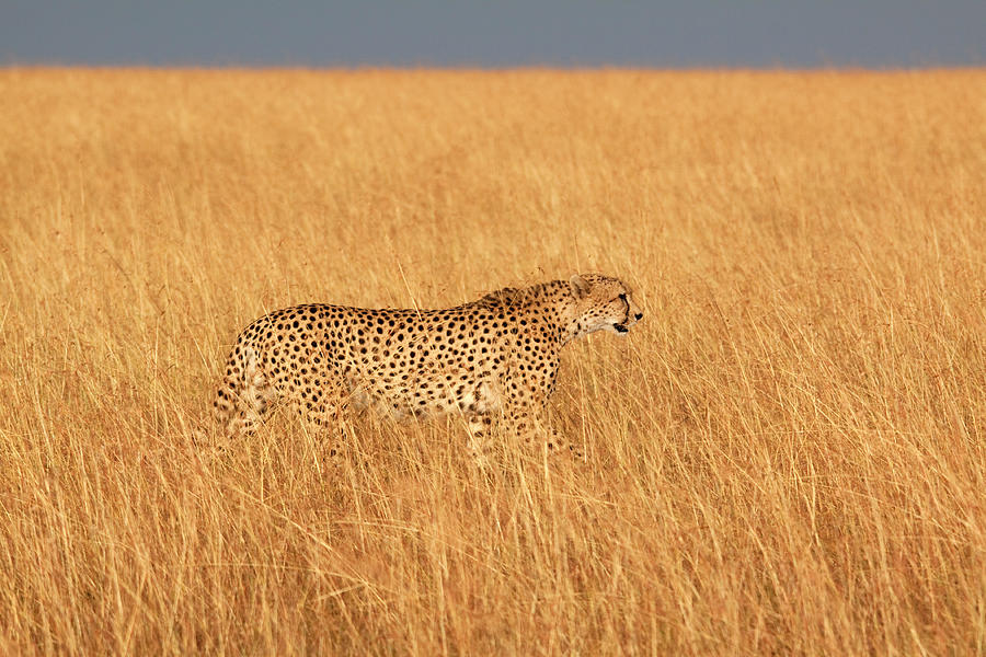 Hunting Cheetah Photograph by Wldavies