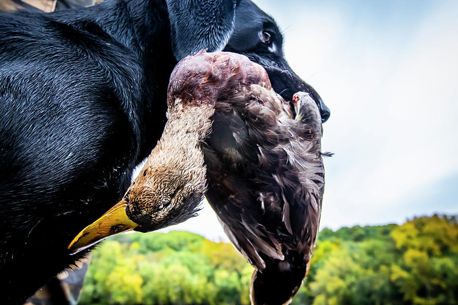 Fall Photograph - Hunting Dog Carrying Dead Duck by Joel Sheagren