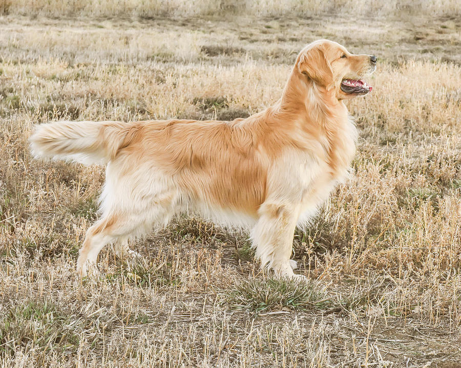 Hunting Dog Photograph by Jennifer Grossnickle