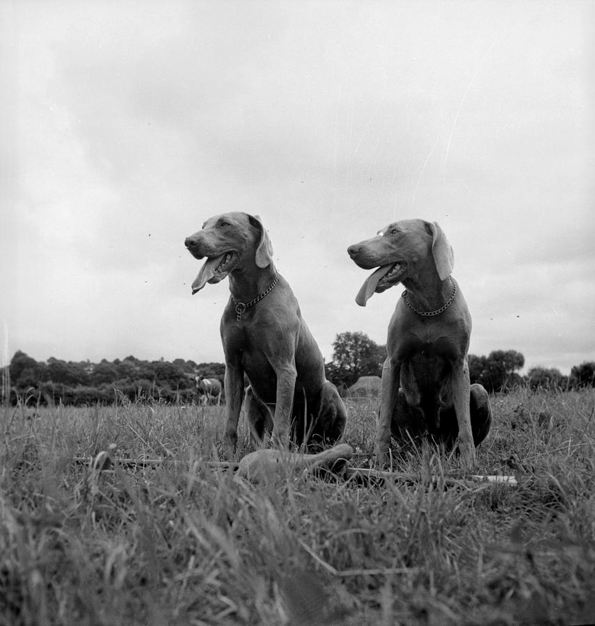 Hunting Dogs Photograph by Carl Sutton