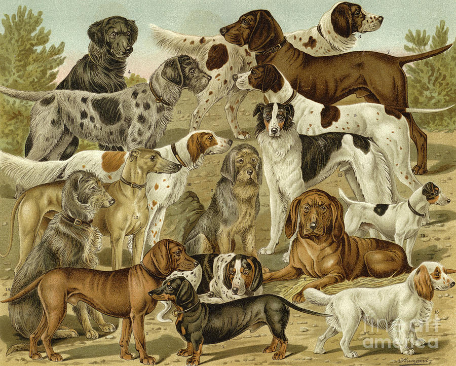 Dog Drawing - Hunting dogs by German School