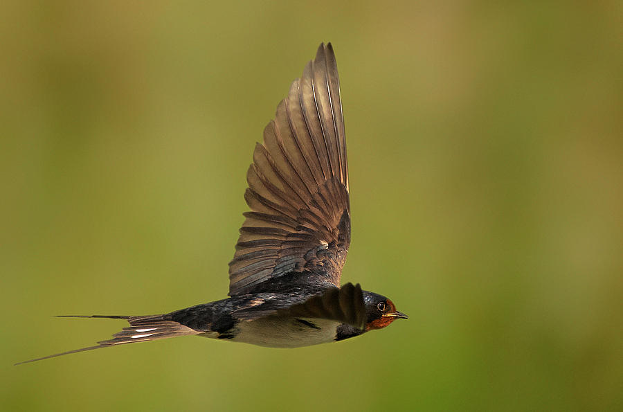 Swallow Photograph - Hunting by Francis Sneyers