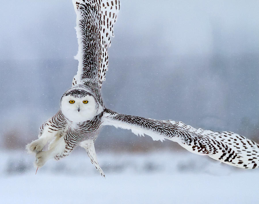 Hunting In Snow Photograph by Anping Liu - Fine Art America