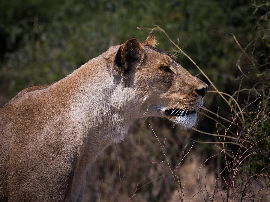 Hunting lioness Photograph by Claudio Maioli