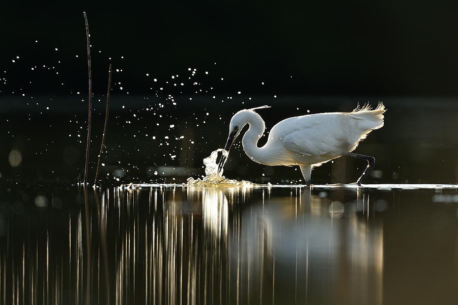 Wildlife Photograph - Hunting Little Egret by Yves Adams
