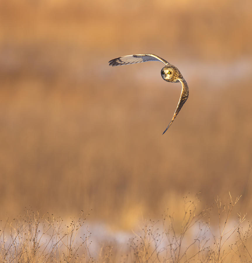 Bird Photograph - Hunting Mode by Eugene Zhu