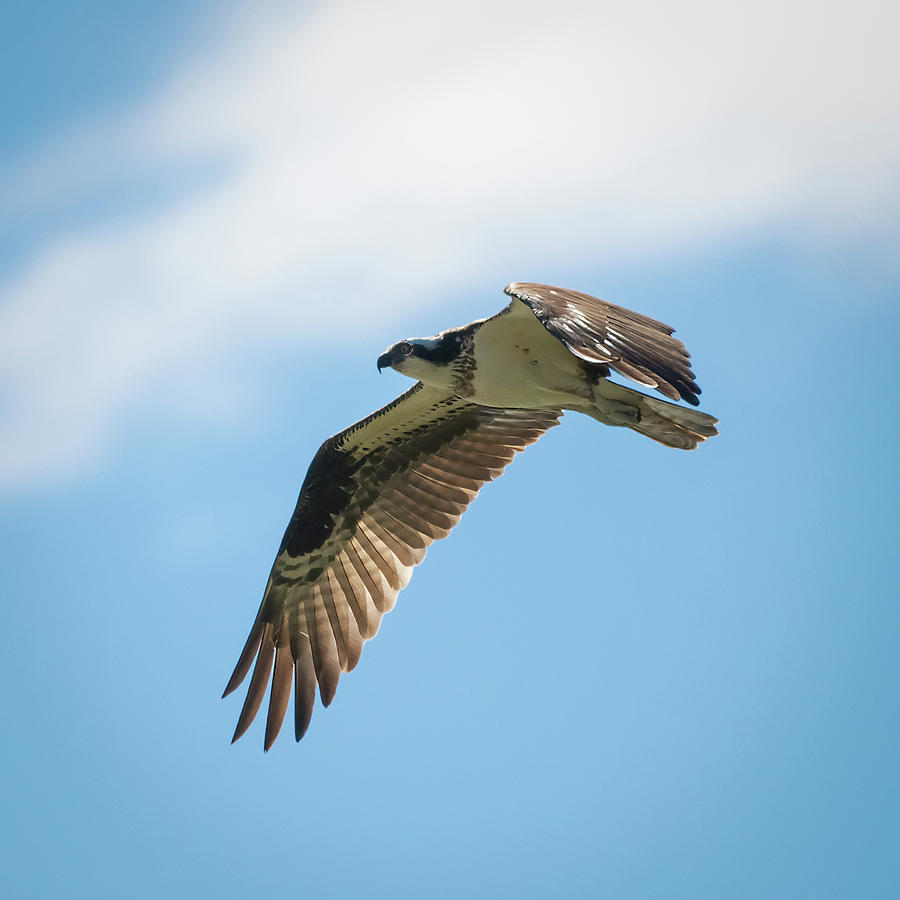Hunting Osprey Photograph by Mike Gifford
