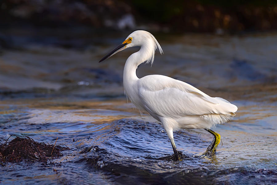 Egret Photograph - Hunting Snowy Egret by Richard Reames