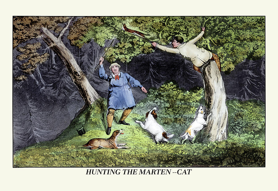 Hunting the Marten-Cat Painting by Henry Thomas Alken