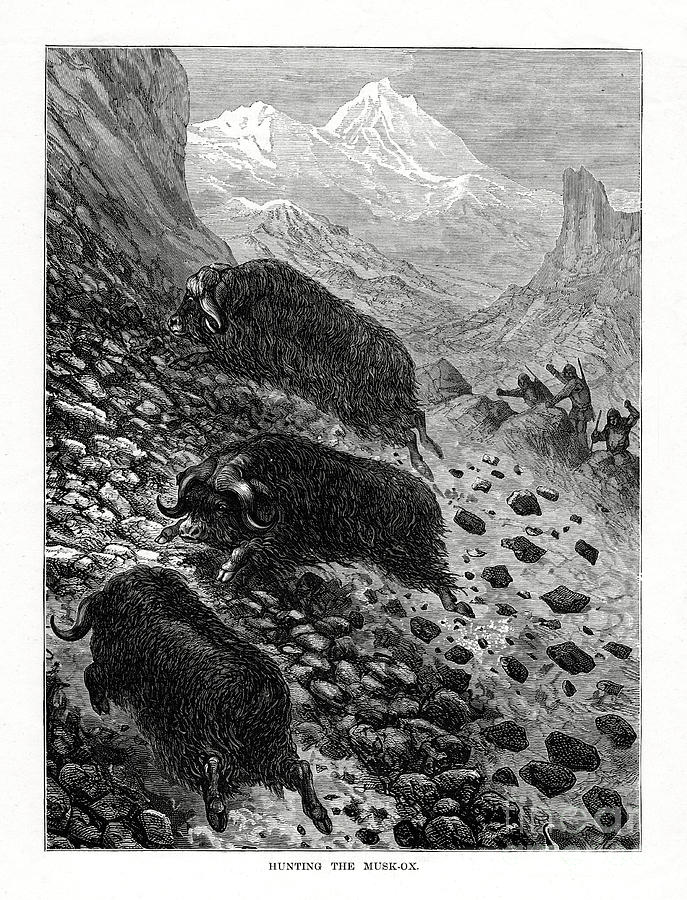 Hunting The Musk-ox, 1877 Drawing by Print Collector