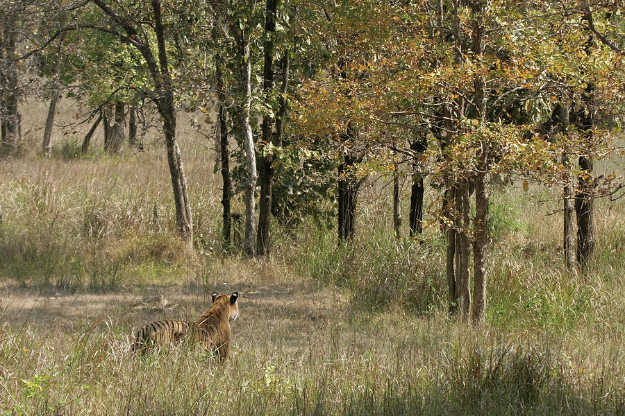 Hunting Wild Bengal Tiger, Kanha Np Photograph by Milehightraveler