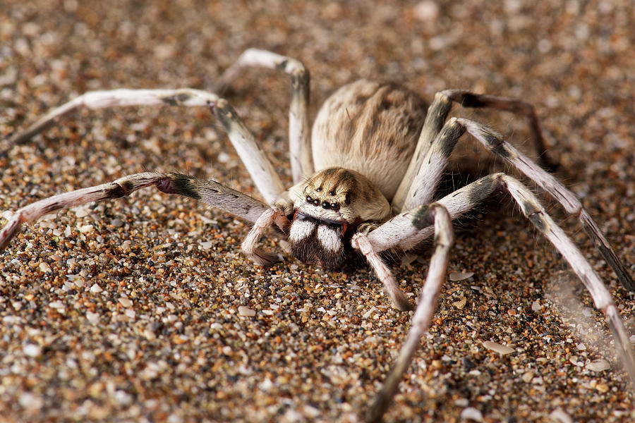 Huntsman Spider Photograph by James Christensen