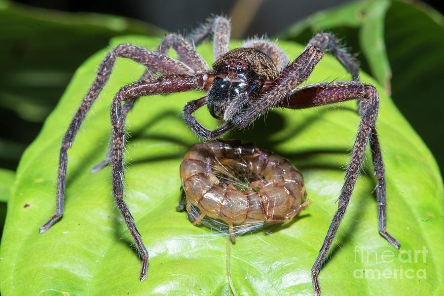 Wildlife Photograph - Huntsman Spider With Prey by Scubazoo/science Photo Library