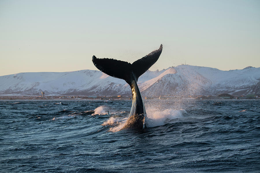 Hupback Whales Fluke Beating The Surface Photograph by Gerard Soury