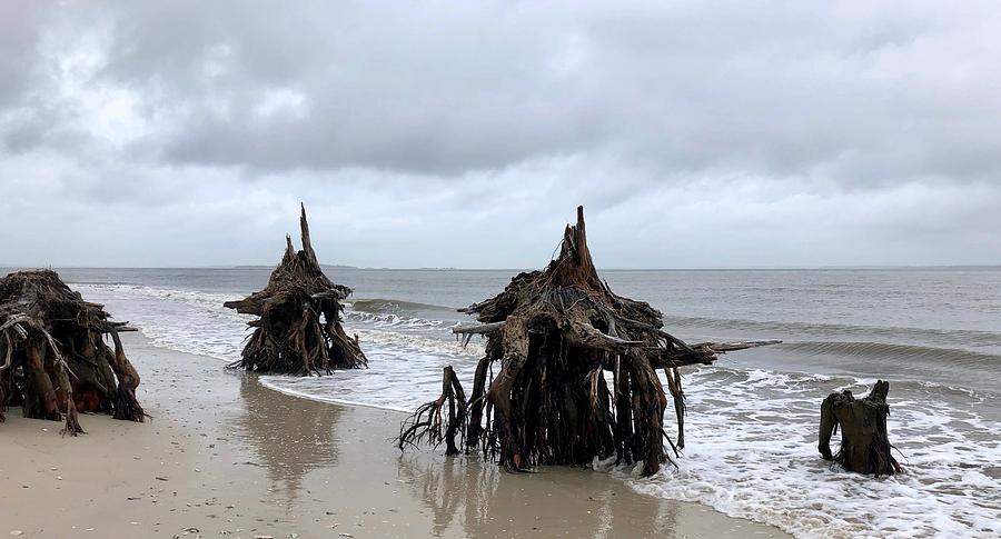 Hurricane-Damaged Trees at Low Tide on Pine Island Photograph by Dennis Schmidt