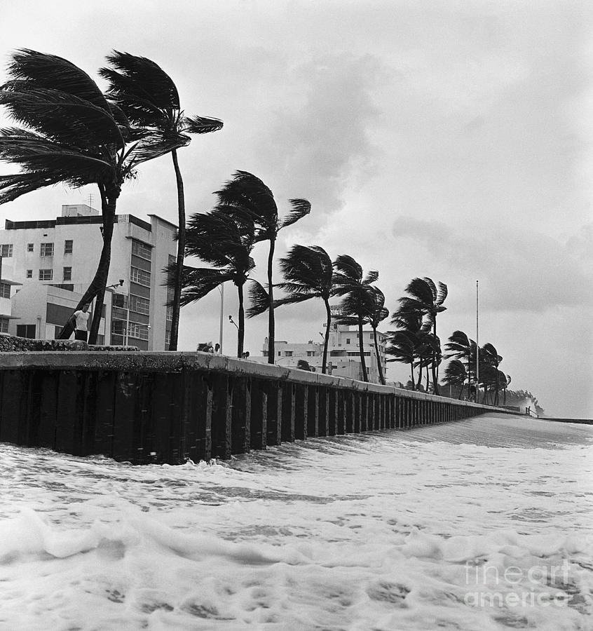 Hurricane Winds Blowing Palm Trees Photograph by Bettmann