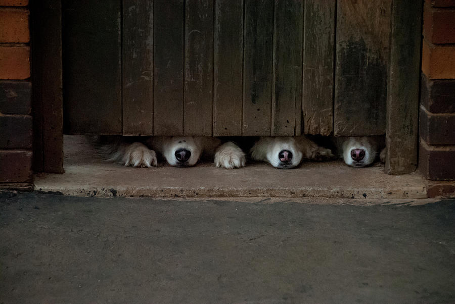 Husky Photograph - Huskies Under The Wooden Door by Vladan Radulovic