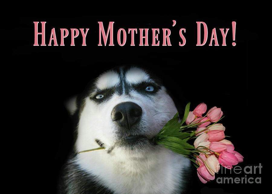 Husky Dog Happy Mothers Day Photograph by Stephanie Laird