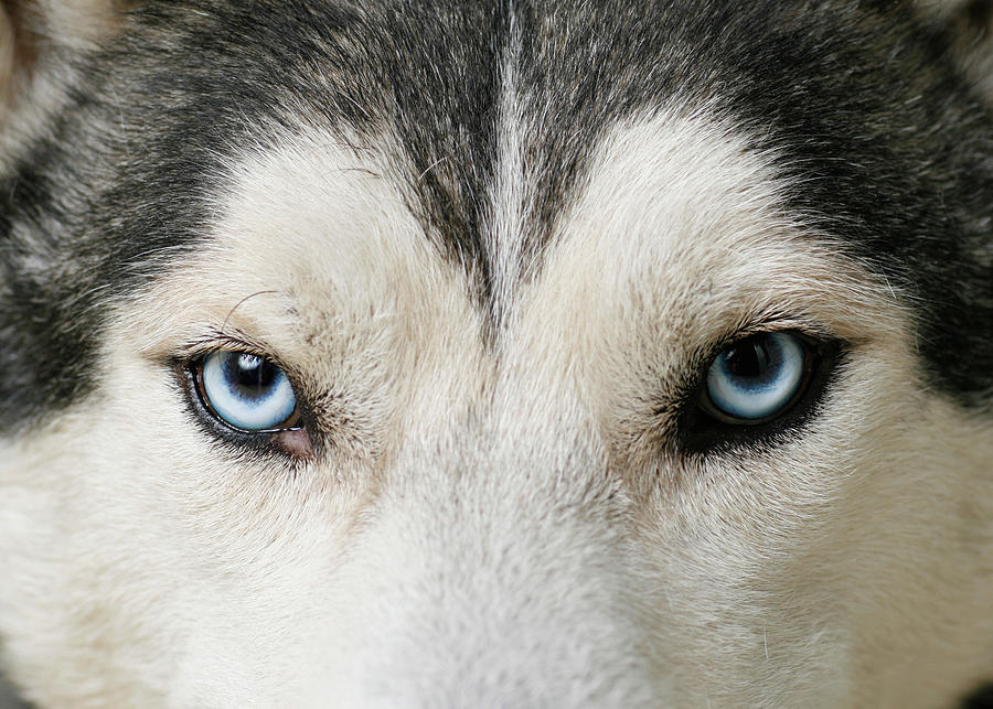 Husky Eyes Photograph by Krivotiff