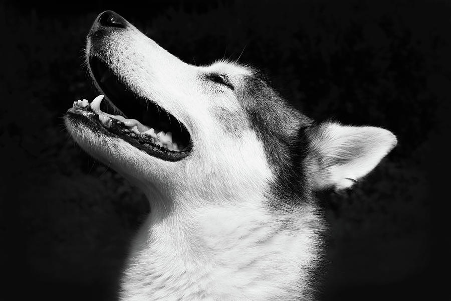 Husky - In Black And White Photograph By Angela Emanuelsson - Fine Art 