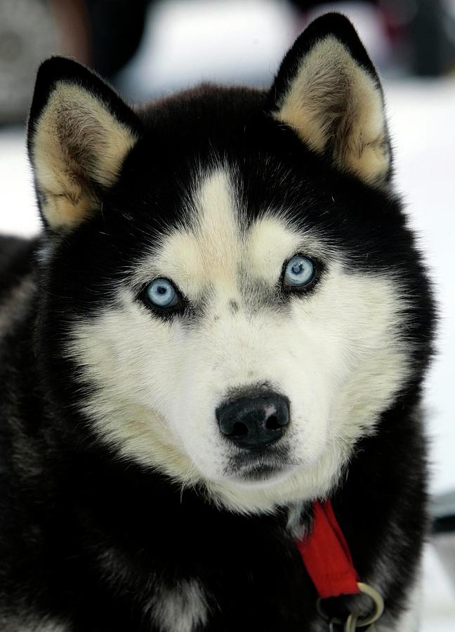 Husky is Pictured Before First Dog Photograph by Michaela Rehle - Fine ...