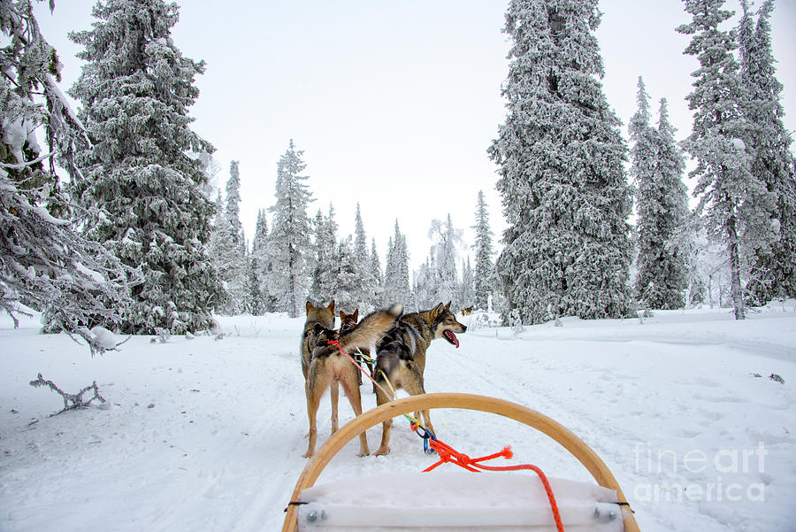 Winter Photograph - Husky Sledding by Delphimages Photo Creations