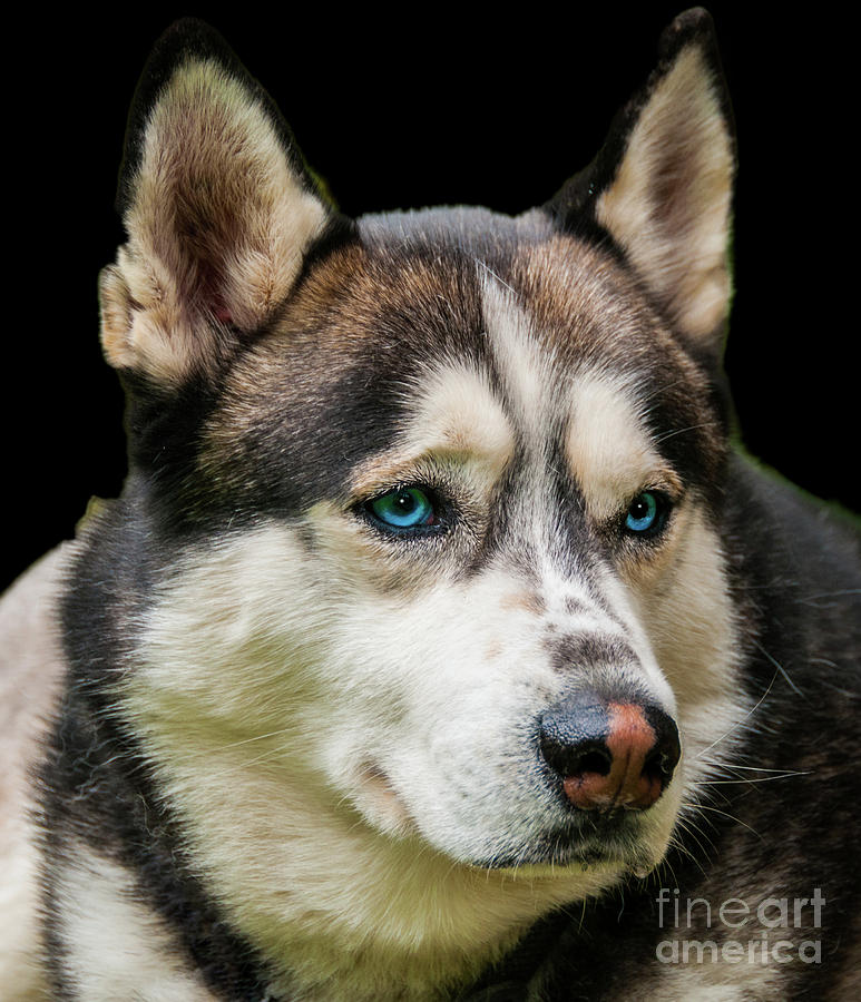 Husky with  bright blue eyes. Portrait of a dog. Photograph by Ulrich Wende