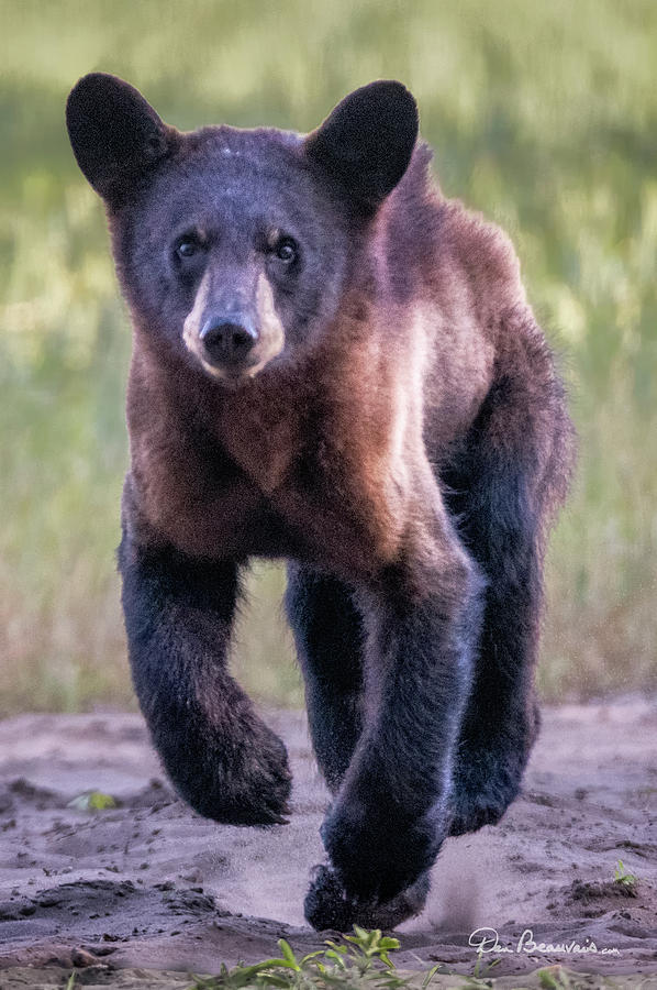 Hustling Cub 3626 Photograph