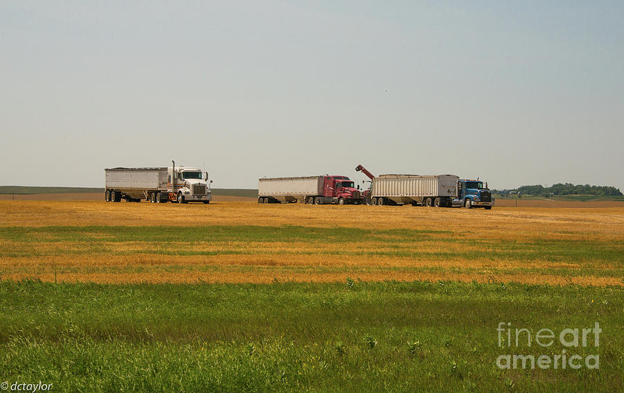 Hustling Grain In The Great Western Plains Photograph by David Taylor