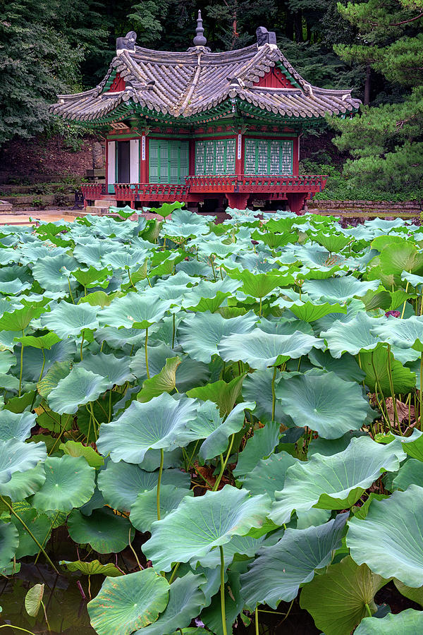 Lotus Photograph - Huwon Secret Garden by Rick Berk